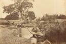View on the Werribee River, Werribee Park (Looking down the river)