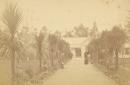 Avenue of palm trees and Curator’s cottage, Botanic Gardens, Ballarat