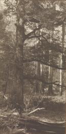 No title (Tall timber bush scene)