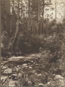 In the Taggerty River