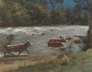 Cattle crossing at Tom Groggin