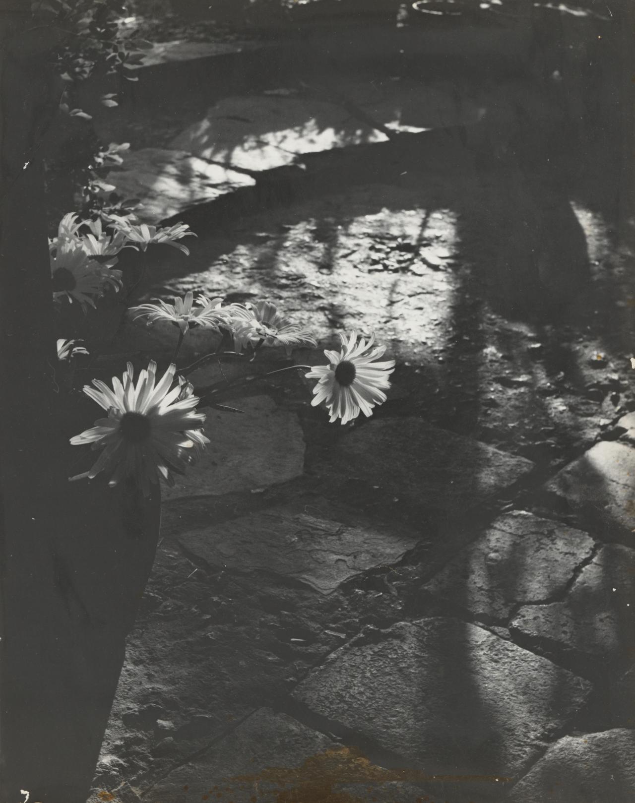 Edna WALLING<br/>
<em>May we come in?</em> (1950s-1960s) <!-- (recto) --><br />
from album <i>No title (Album)</i> (1950s-60s)<br />
gelatin silver photograph<br />
24.5 x 19.3 cm (image and sheet)<br />
National Gallery of Victoria, Melbourne<br />
Gift of Mrs Barbara Barnes, 1983<br />
PH10-1983<br />

<!--12018-->