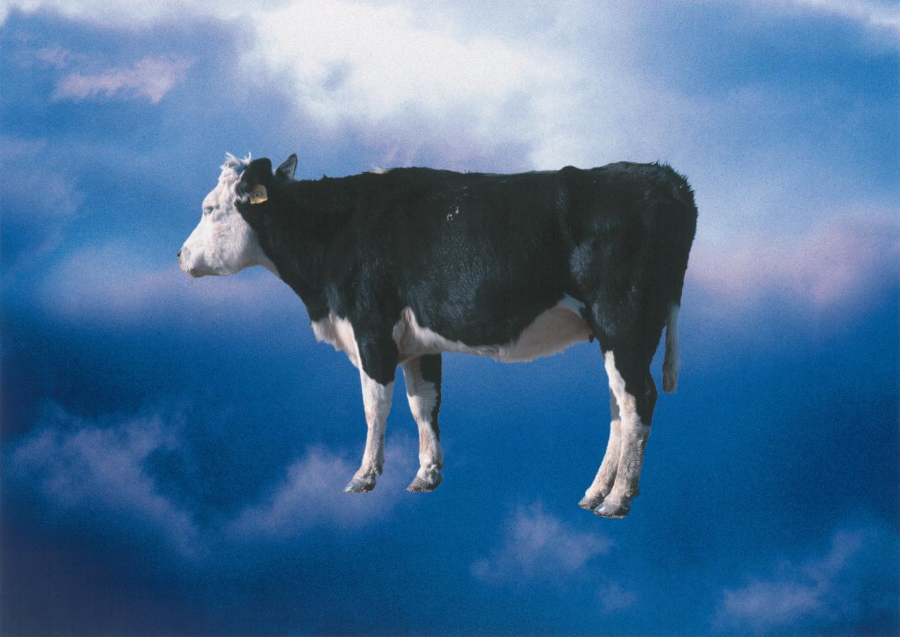 Michael Riley<br/>
<em>Untitled (cow)</em> 2000<br/>
from the <em>cloud series</em> <br/>
inkjet print<br/>
84.0 x 120.0 cm (image)<br/>
118.0 x 141.0 cm (framed)<br/>
National Gallery of Victoria, Melbourne<br/>
Purchased with funds donated by Linda Herd and donors to the 2020 NGV Annual Appeal<br/>
© Michael Riley Foundation. Licensed by Copyright Agency, Australia