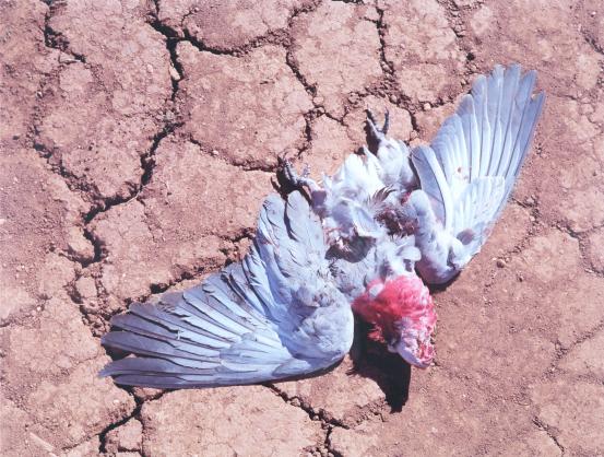 Michael Riley<br/>
<em>Untitled</em> 1998 <!-- (recto) --><br />
from the <i>Flyblown</i> series 1998<br />
inkjet print<br />
81.9 x 107.9 cm (image) 85.9 x 111.9 cm (sheet)<br />
ed. 7/20<br />
National Gallery of Victoria, Melbourne<br />
Purchased NGV Foundation, 2008<br />
2008.368<br />
© Michael Riley/Copyright Agency, 2023
<!--87998--><br/><a class="col-link block" href="/explore/collection/work/87998"><strong>Collection page <i class="fa fa-angle-right"></i></strong></a>