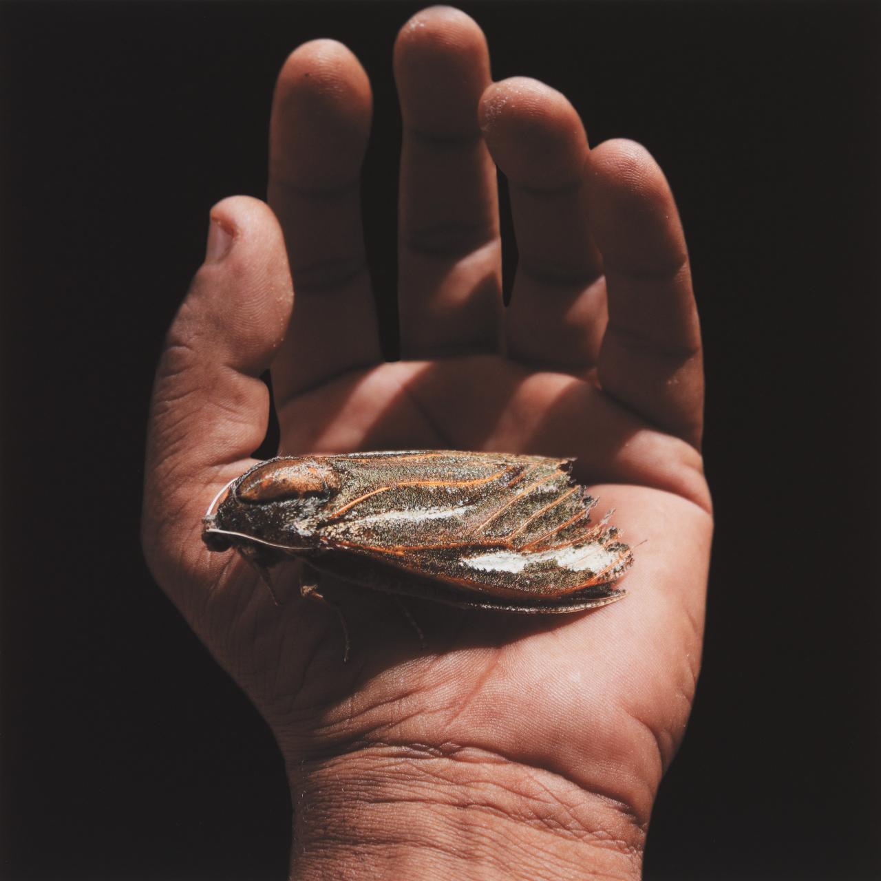 Robert Fielding<br/>
<em>In our hands</em> 2016 <!-- (recto) --><br />

inkjet print<br />
(a-i) 90.1 x 92.3 cm irreg. (overall)<br />
ed. 1/5<br />
National Gallery of Victoria, Melbourne<br />
Purchased, Victorian Foundation for Living Australian Artists, 2018<br />
2018.32.a-i<br />
© Robert Fielding/Copyright Agency, 2023
<!--131630-->