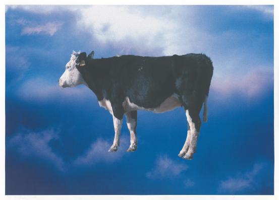 Michael Riley<br/>
<em>untitled (cow)</em> 2000; 2001 {printed} <!-- (recto) --><br />
from the <i>cloud</i> series 2000<br />
inkjet print<br />
(84.0 x 120.0 cm) (image) (89.0 x 123.9 cm) (sheet)<br />
ed. 2/10<br />
National Gallery of Victoria, Melbourne<br />
Purchased with funds donated by Linda Herd and donors to the 2020 NGV Annual Appeal, 2020<br />
2020.181<br />
© Michael Riley/Copyright Agency, 2023
<!--144408--><br/><a class="col-link block" href="/explore/collection/work/144408"><strong>Collection page <i class="fa fa-angle-right"></i></strong></a>