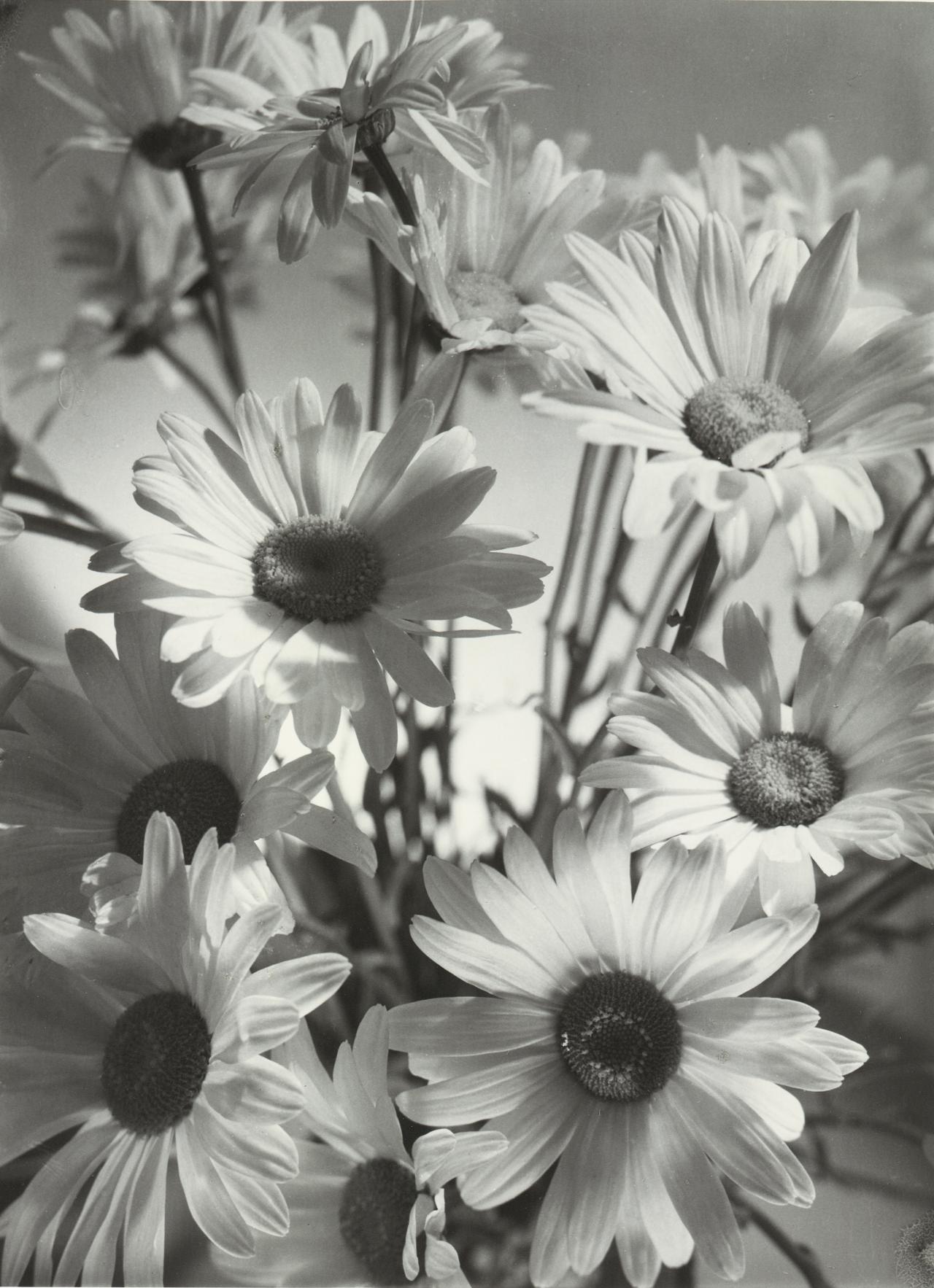 Olive COTTON<br/>
<em>Shasta daisies</em> 1937; 1992 {printed} <!-- (recto) --><br />

gelatin silver photograph<br />
38.2 x 28.1 cm (image)<br />
ed. 8/25<br />
National Gallery of Victoria, Melbourne<br />
Purchased from Admission Funds, 1992<br />
PH198-1992<br />
© The estate of Olive Cotton
<!--13119-->