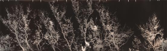 Harry NANKIN<br/>
<em>I, terra, thou / Nothofaqus (Cradle Mountain)</em> 1993 <!-- (recto) --><br />
from the <i>An epochal ecology of being</i> series 1993<br />
gelatin silver photogram<br />
106.5 x 338.2 cm (image and sheet)<br />
National Gallery of Victoria, Melbourne<br />
Presented through the NGV Foundation by Jasmine Brunner and John Brunner, Members, 2002<br />
2002.333<br />
© Harry Nankin
<!--72474--><br/><a class="col-link block" href="/explore/collection/work/72474"><strong>Collection page <i class="fa fa-angle-right"></i></strong></a>