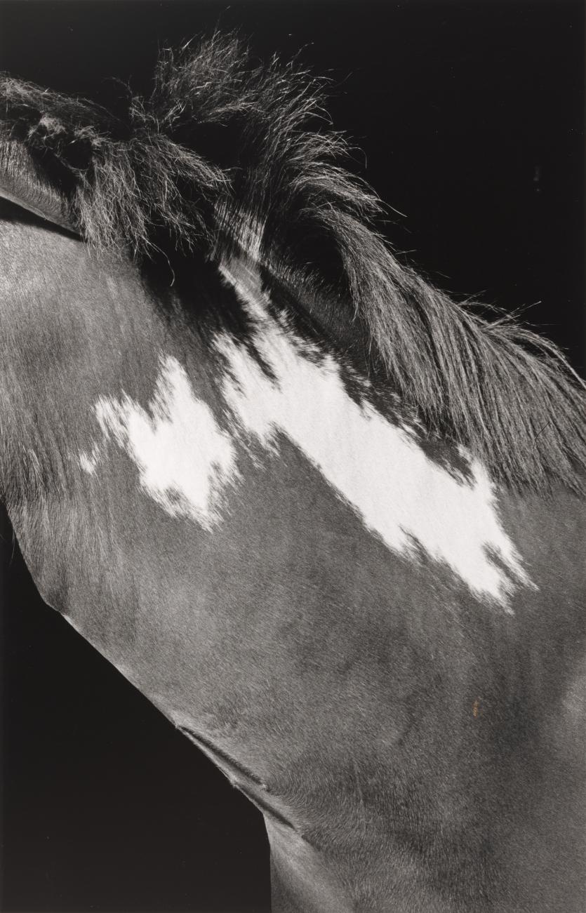 Christine GODDEN<br/>
<em>Untitled</em> 1976 <!-- (recto) --><br />

gelatin silver photograph<br />
22.9 x 14.6 cm (image) 24.8 x 18.9 cm (sheet)<br />
National Gallery of Victoria, Melbourne<br />
Purchased from Admission Funds, 1991<br />
PH101-1991<br />
&copy; Christine Godden
<!--12507-->

