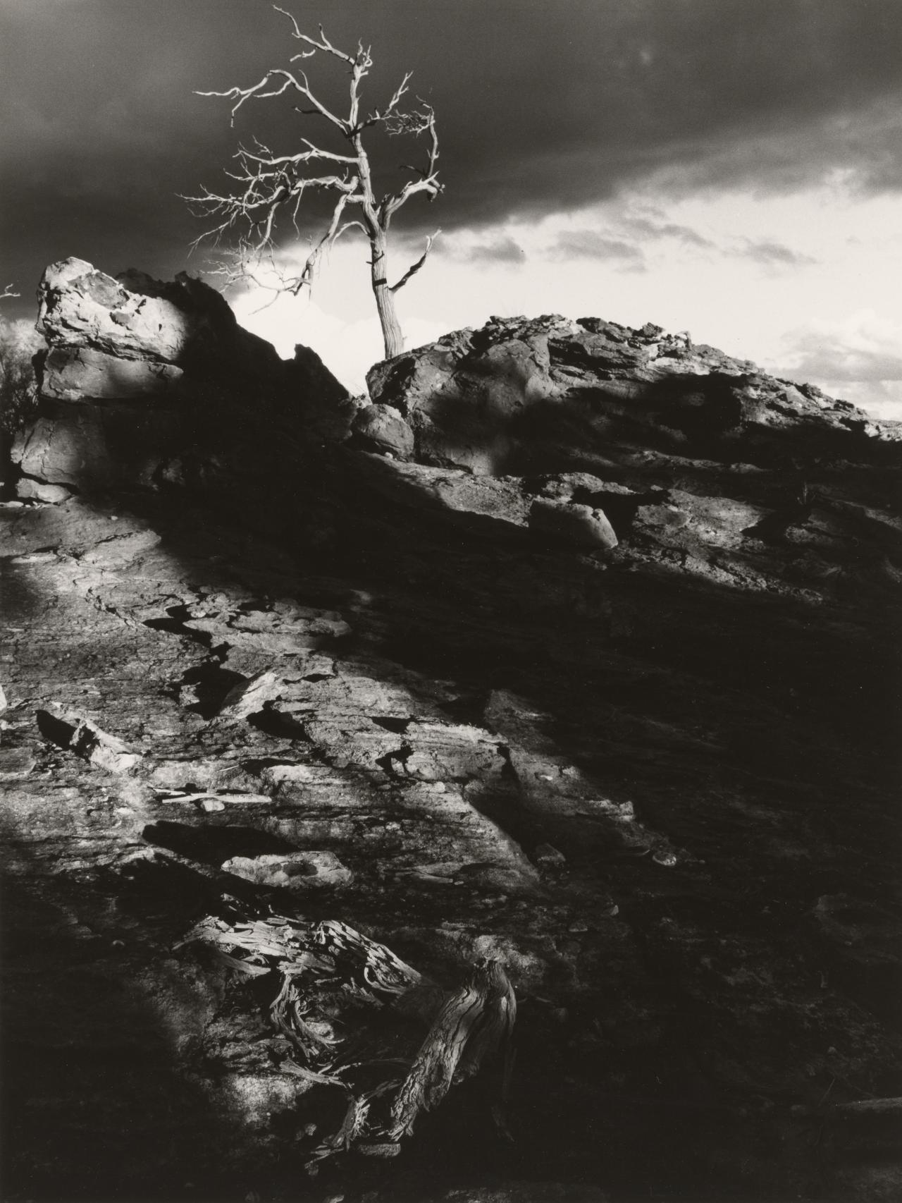John CATO<br/>
<em>Tree: A journey</em> (1973-1974) <!-- (recto) --><br />
from the <i>Tree: A journey</i> series 1973-74<br />
gelatin silver photograph<br />
39.2 x 29.6 cm (image and sheet)<br />
National Gallery of Victoria, Melbourne<br />
Purchased with the assistance of the Visual Arts Board, 1976<br />
PH36.17-1976<br />
© Courtesy of the artist's estate
<!--6710-->