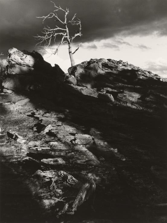 John CATO
Tree: A journey (1973-1974) 