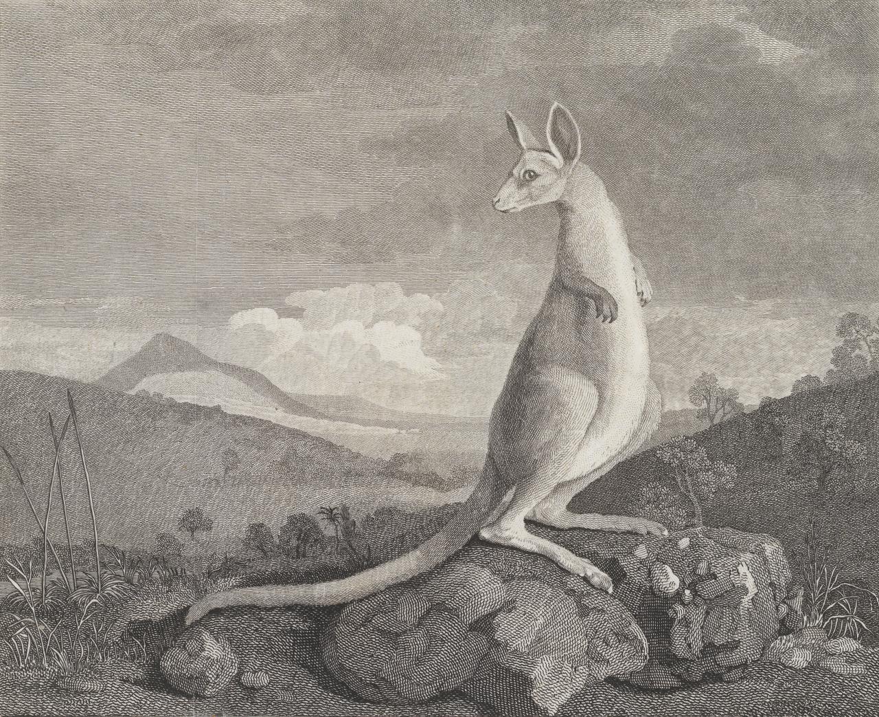 UNKNOWN<br />
 George STUBBS (after)<br/>
<em>The kanguroo, an animal found on the coast of New Holland</em> (1773) <!-- (recto) --><br />
plate 20 from <i>An Account of the Voyages Undertaken ... for Making Discoveries in the Southern Hemisphere</i>, published by John Hawkesworth, London, 1773, 1st edition<br />
etching and engraving<br />
19.8 x 24.3 cm (image) 22.9 x 26.8 cm (plate) 29.2 x 27.5 cm irreg. (sheet)<br />
2nd of 3 states<br />
National Gallery of Victoria, Melbourne<br />
Joe White Bequest, 2011<br />
2011.15<br />

<!--98301-->