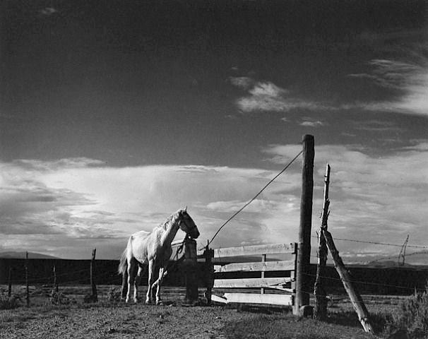 Paul Strand 10 1976 Milestone In Photography Ngv