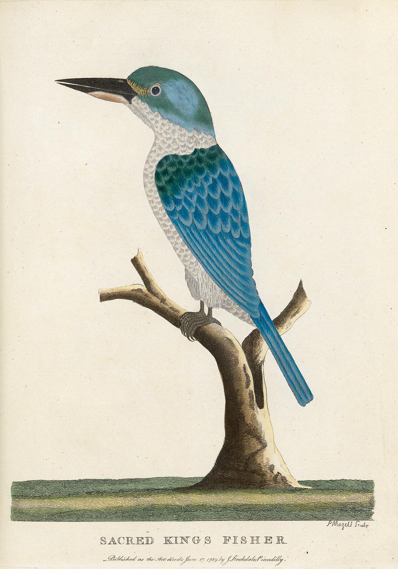 Peter Mazell (etcher)<br/>
English active 1761-97<br/>
<em>Sacred king’s fisher</em><br/>
plate 22 in <em>The Voyage of Governor Phillip to Botany Bay; with an Account of the Establishment of the Colonies of Port Jackson & Norfolk Island</em> 1789<br/>
Published by John Stockdale, London, 1789<br/>
hand-coloured etching<br/>
26.2 x 19.1 cm (plate); 28.1 x 22.4 cm (sheet)<br/>
National Gallery of Victoria, Melbourne<br/>
Purchased with funds donated by Stuart Leslie Foundation to celebrate the 150th Anniversary of the National Gallery of Victoria, 2012 (2012.30)<br/>