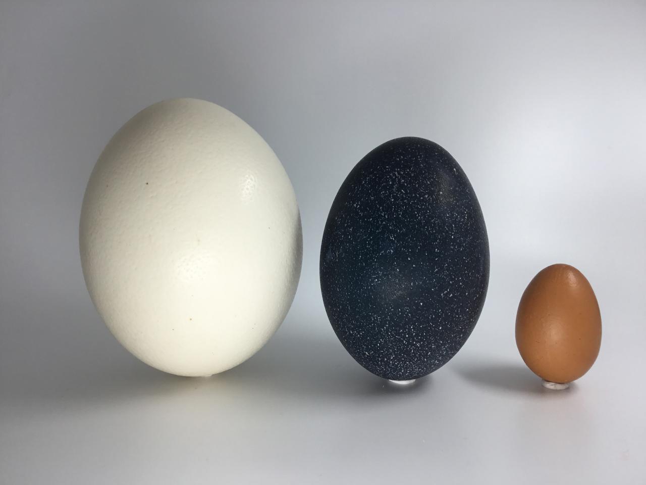 emu egg vs ostrich egg