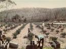 Gooseberry Farm, Gippsland, Victoria, Australia