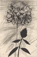 jim dine flower drawings