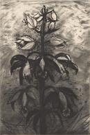 jim dine flower drawings