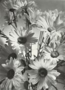 Shasta daisies