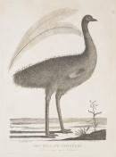 New Holland cassowary