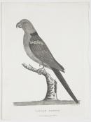 Tabuan parrot