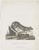 Wulpine opossum