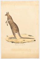 Giant kangaroo, female