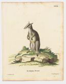 Didelphys Brunii (Dusky pademelon)