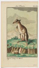 Pademelon