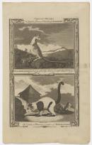 A remarkable animal found on one of the Hope Islands in Captain Cook’s first voyage / The Vari, or Maucauco, a native of Madagascar