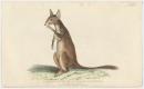 Tufted-tailed or mountain kangaroo