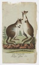 Kangaroo / Didelphis gigantea