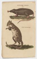 Radiated shrew and rat kanguroo