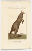 Giant kangaroo
