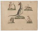 (Kangaroo / Opossum / Bushrat / Tarsier / Opossum)