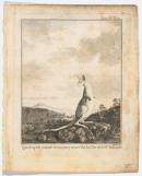 Quadruped known as the kanguroo found on the coast of New Holland