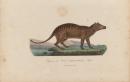 Thylacine
