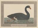 Black swan of Cape Dieman