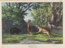 Tiger-wolf and wombat
