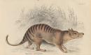 Thylacinus cynocephalus, Native of Van Diemen's Land