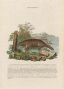 Platypus
