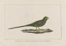 Black spotted parroquet of Van Diemen's Land