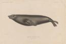 Cape sea lion, male