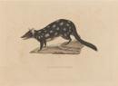 Eastern quoll