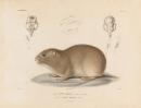 Cavia australis