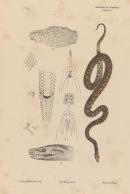 Carpet python