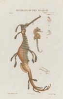 Leafy sea-dragon and shorthead seahorse