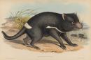 Sarcophilus ursinus