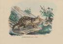 Dasyurus Maugei