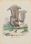 Lyre bird